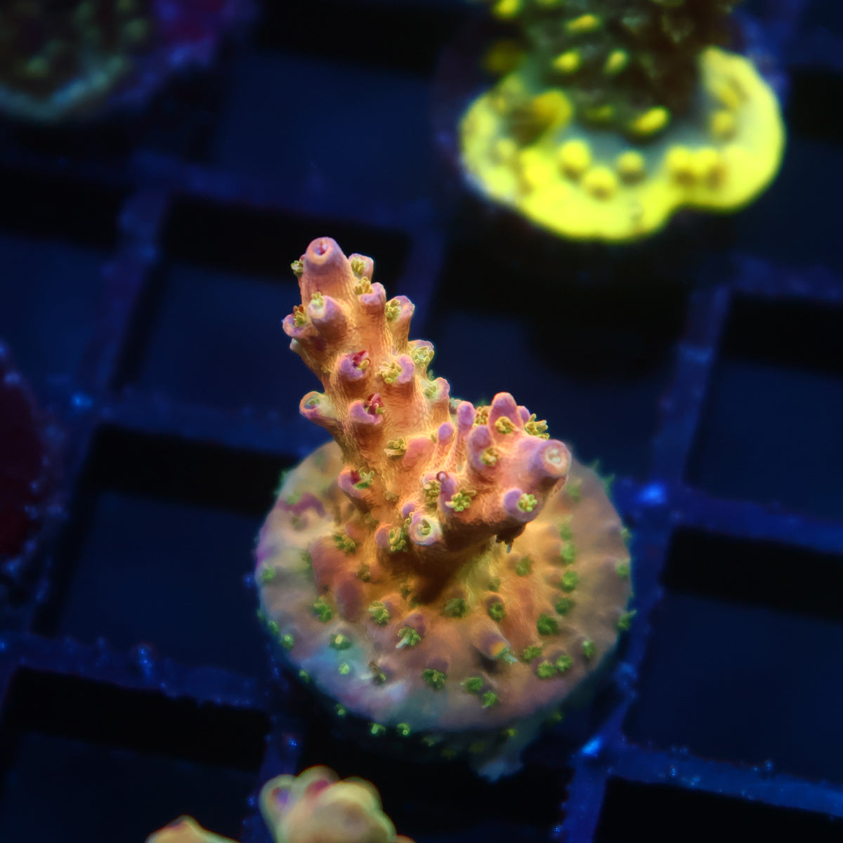 TCK Grafted Kaleidoscope