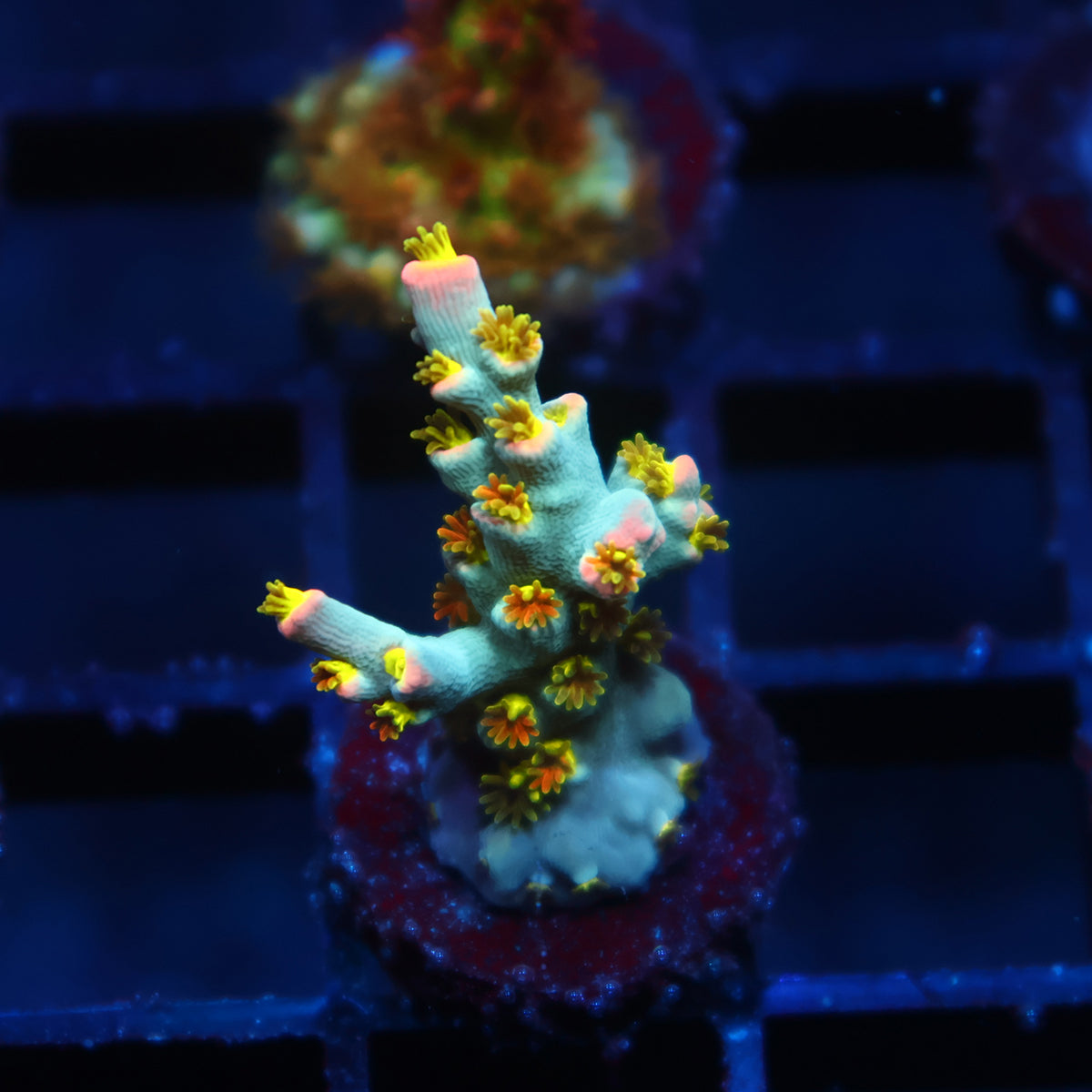 TCK Rainbow Unicorn Speciosa