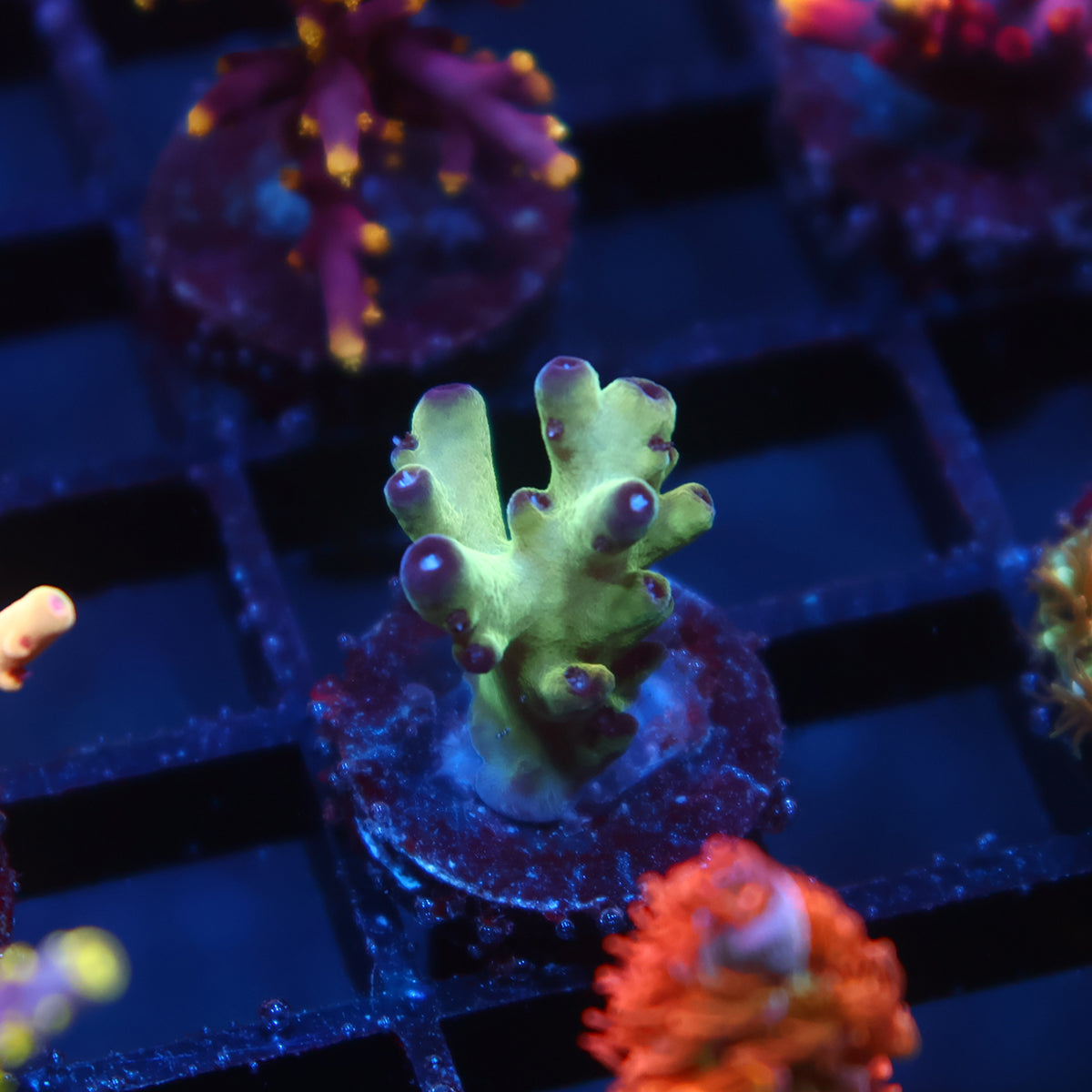 TCK Ice Granulosa