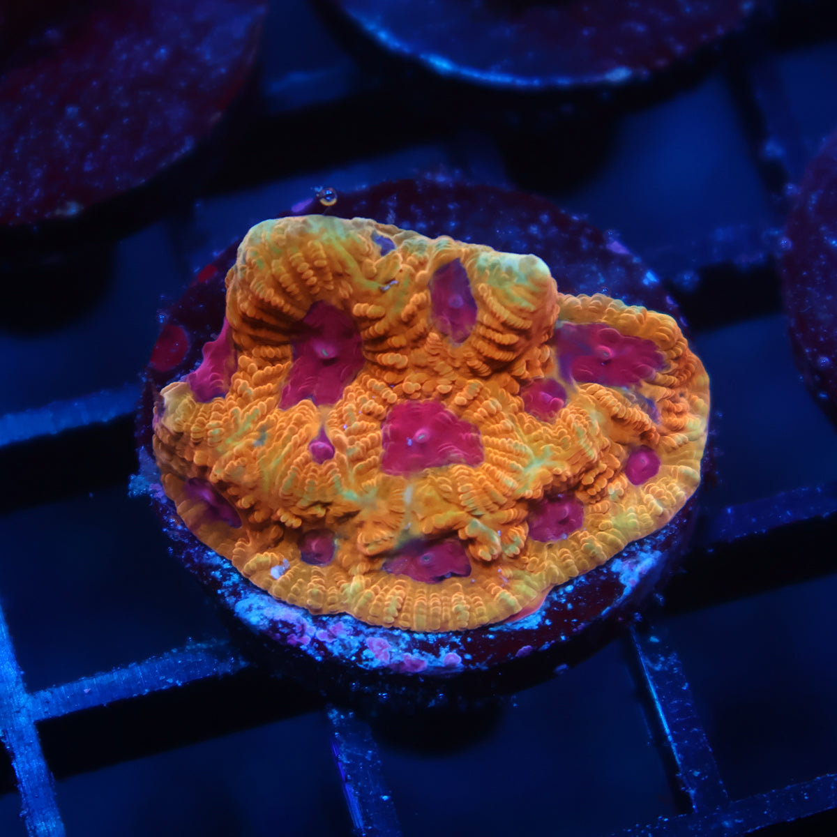 TCK Orange Jester Favia