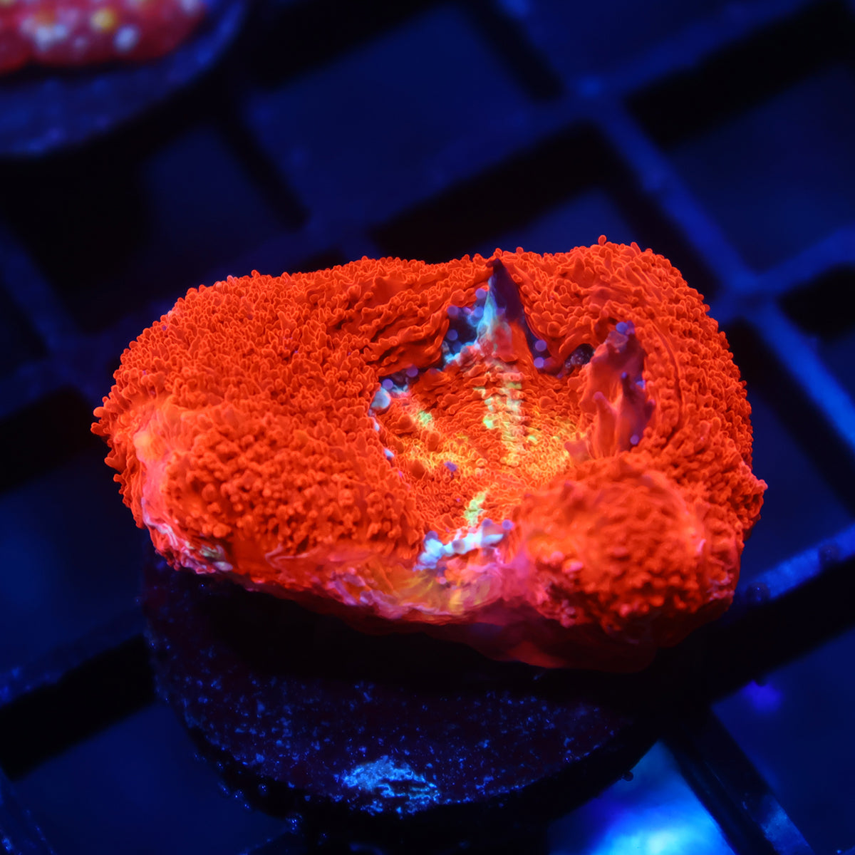 TCK Bleeding Apple Bowerbanki Red Side