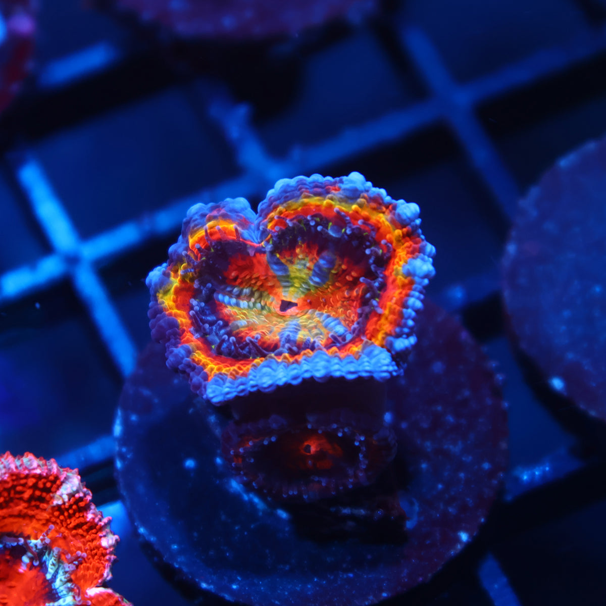 TCK Quantum Realm Rainbow Acan Lord