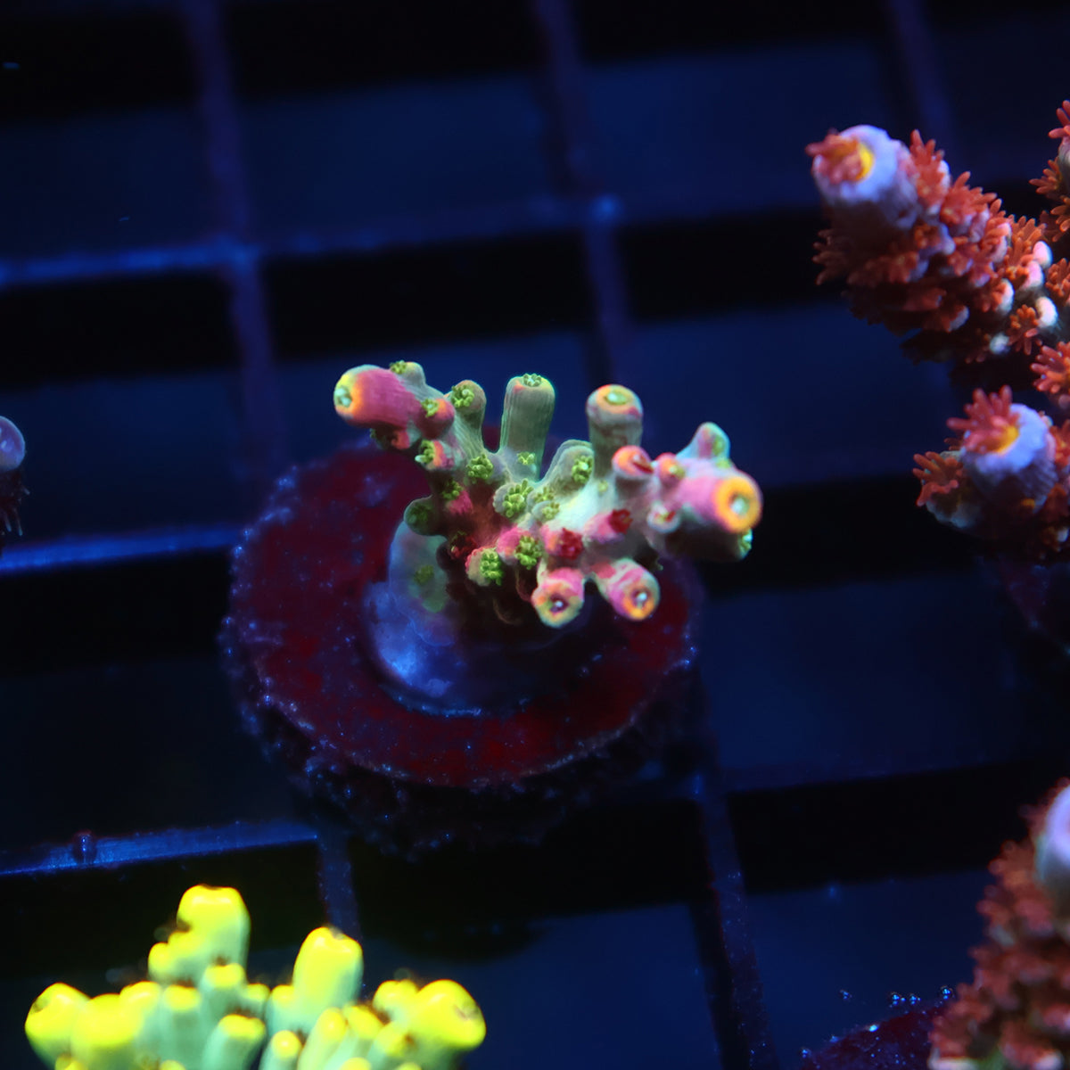 TCK Grafted Kaleidoscope