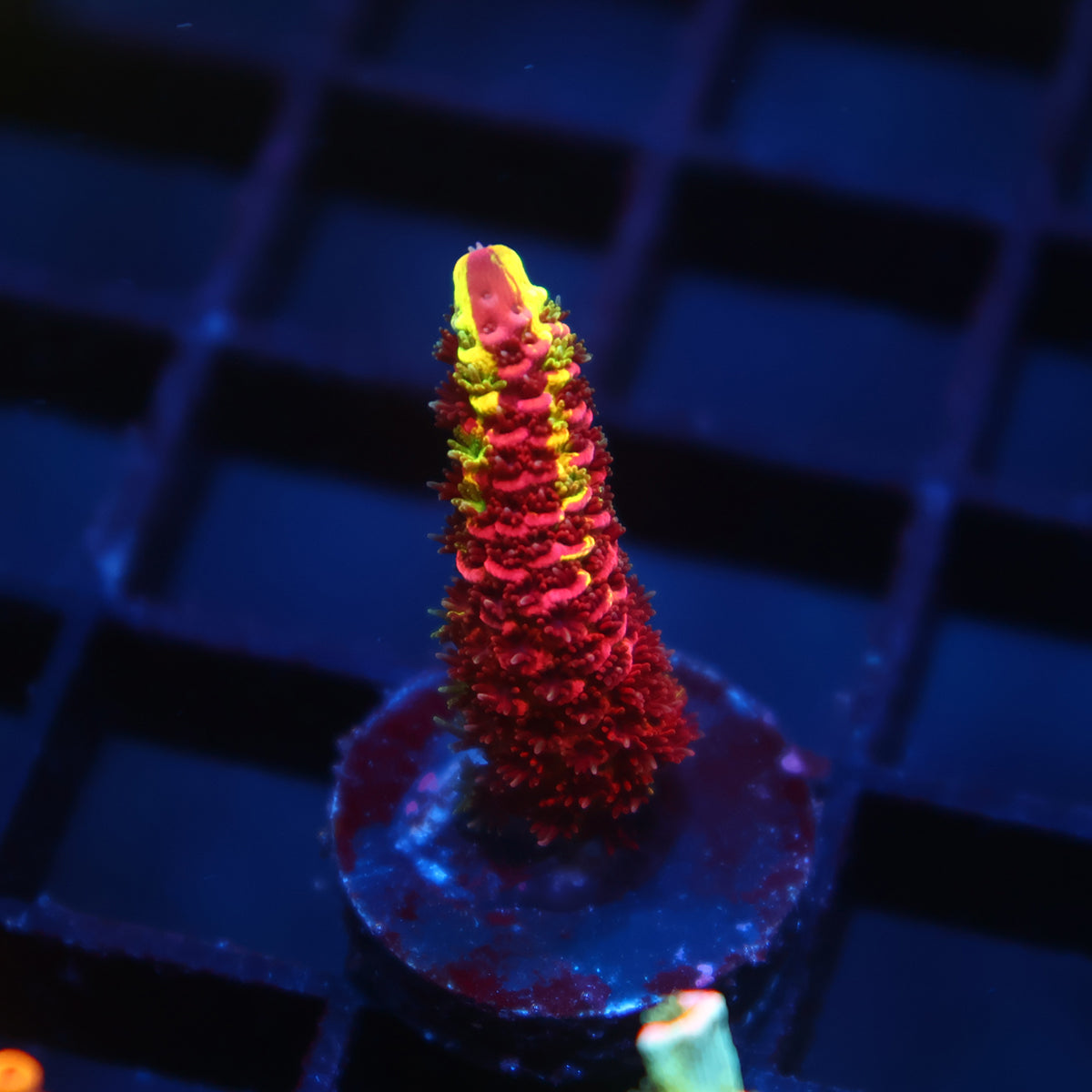 Mostly Red RRC Rainbow Splice