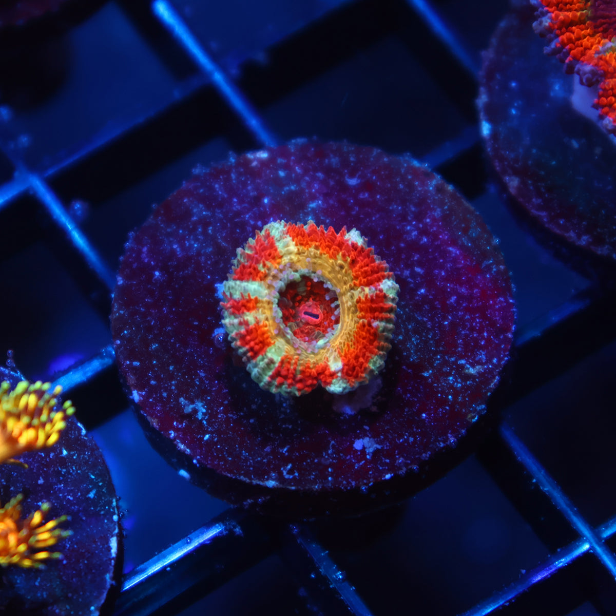 CC OG Rising Sun Acan Lord