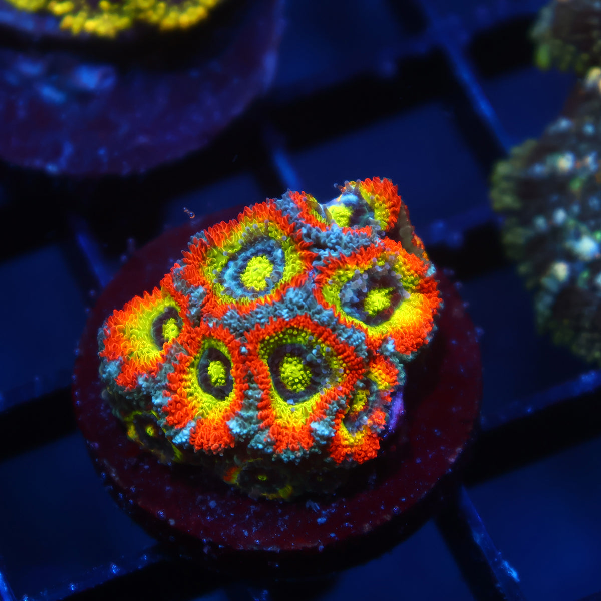 TCK HG Micromussa