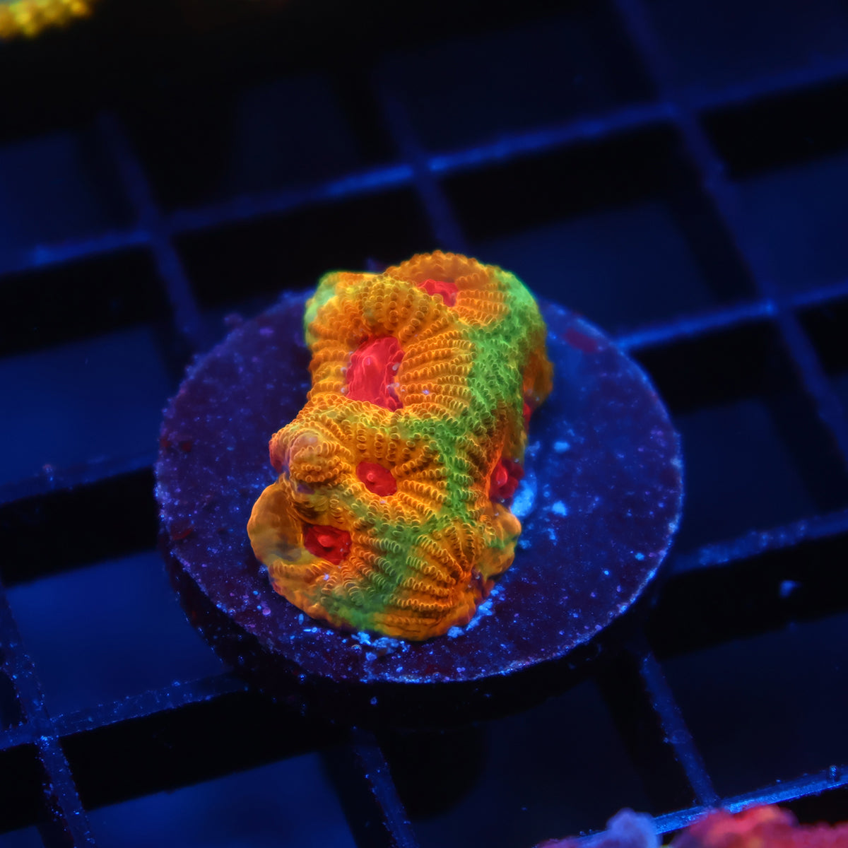 TCK Fascination Favia