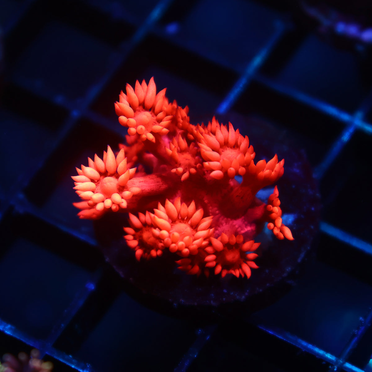 TCK Ruby Red Goni