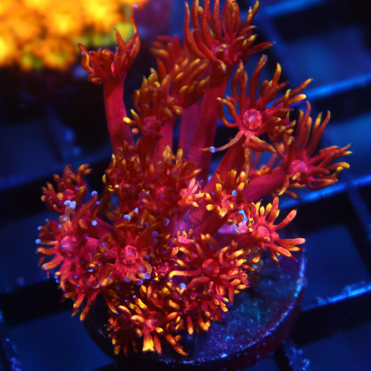 TCK Insane Flame Tips Goni