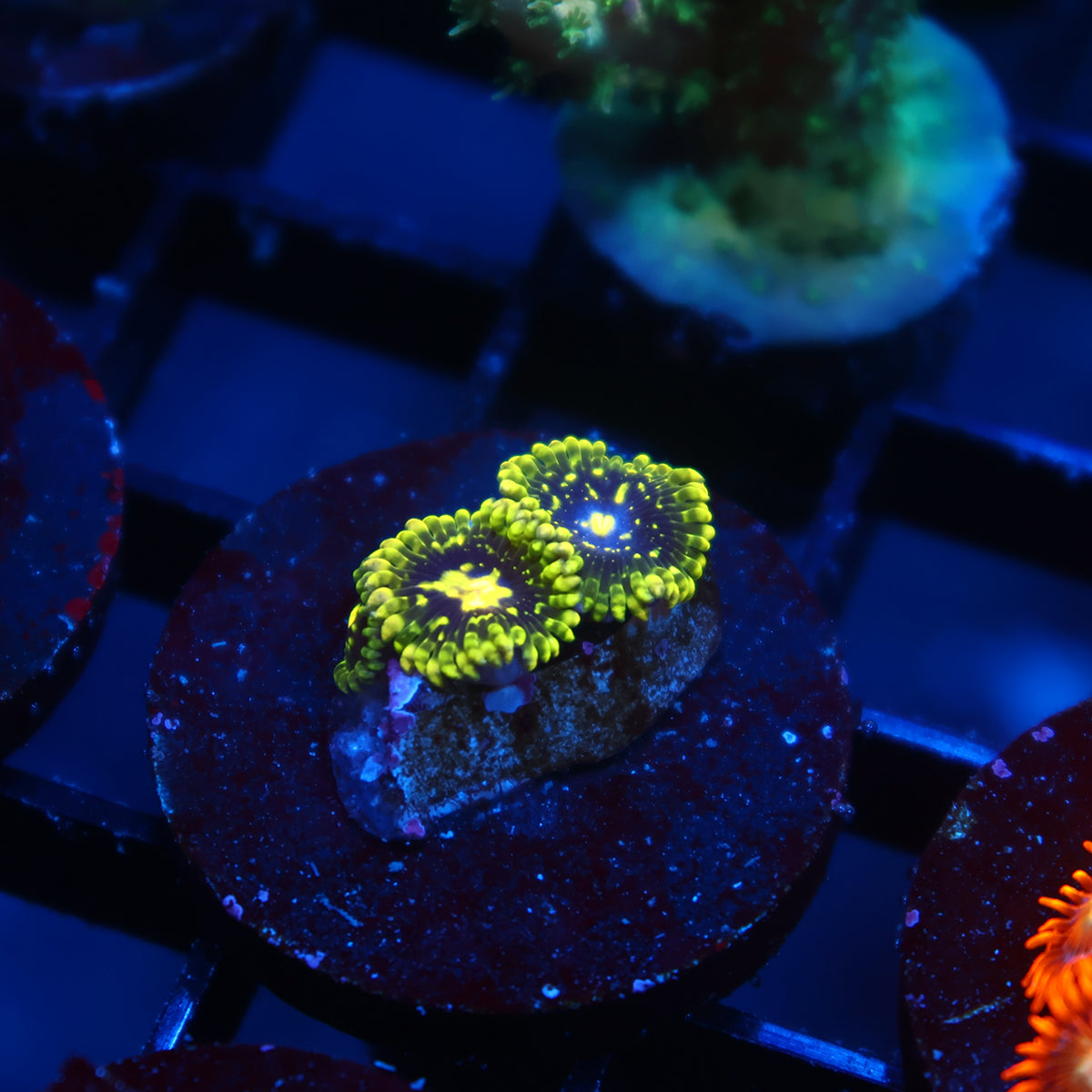 Exospheres