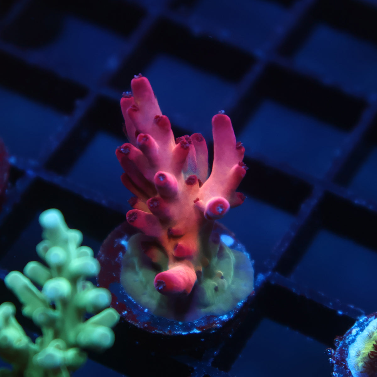 TCK Poisonberry Granulosa