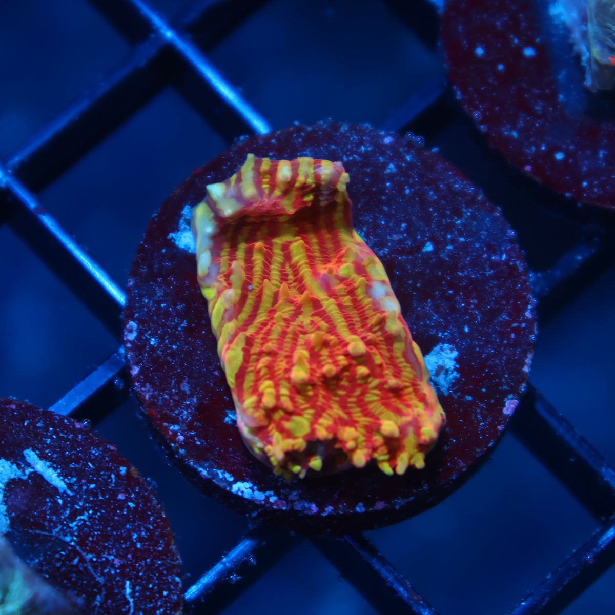 TCK Grafted Convict Orange Side