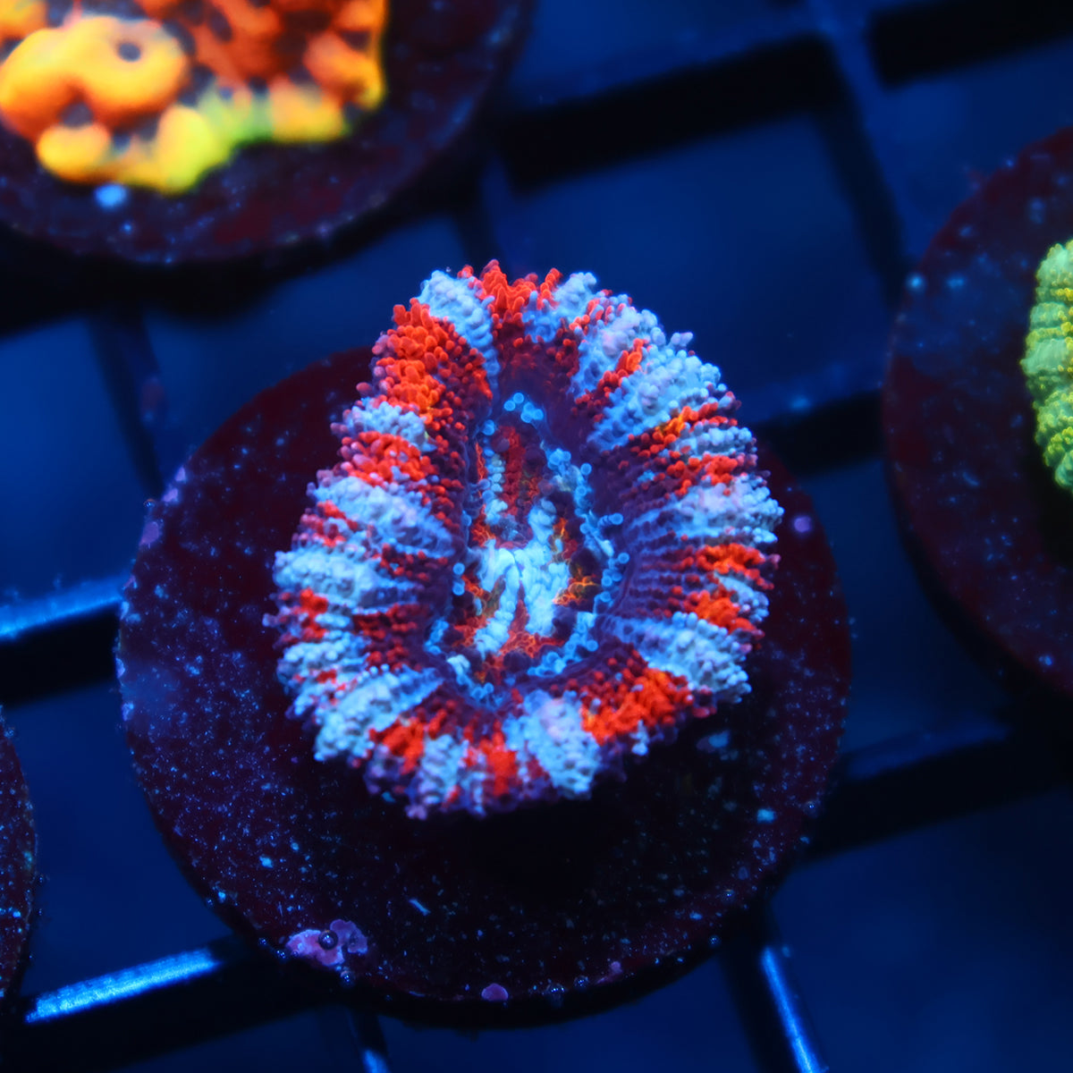 TCK Fluffy Acan Lord