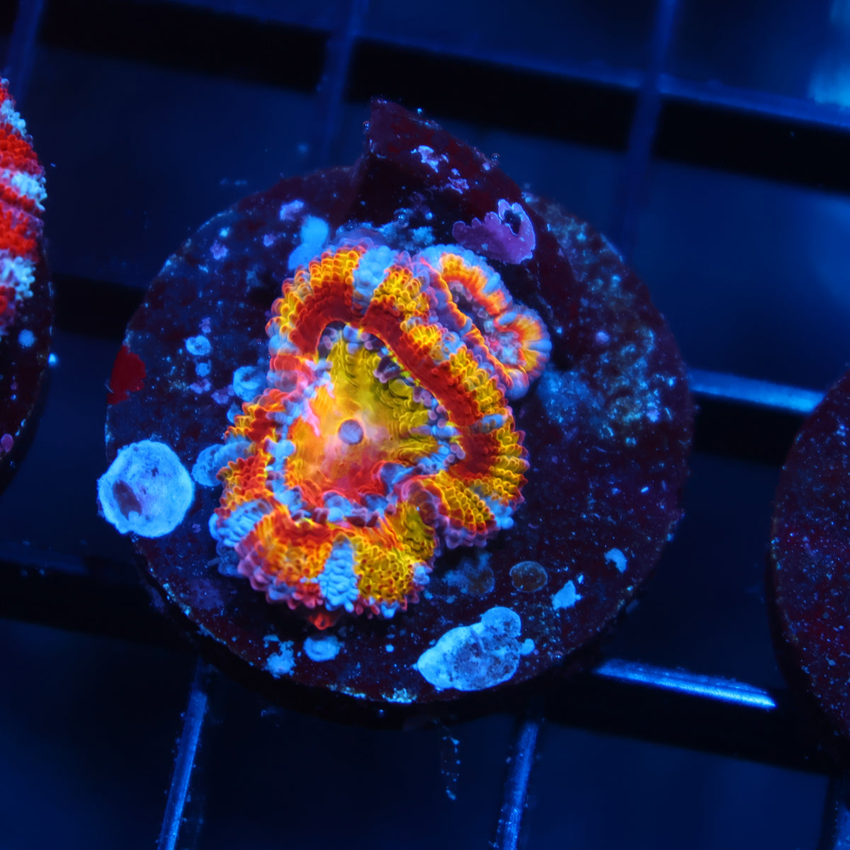 TCK Insanity Rainbow Acan Lord