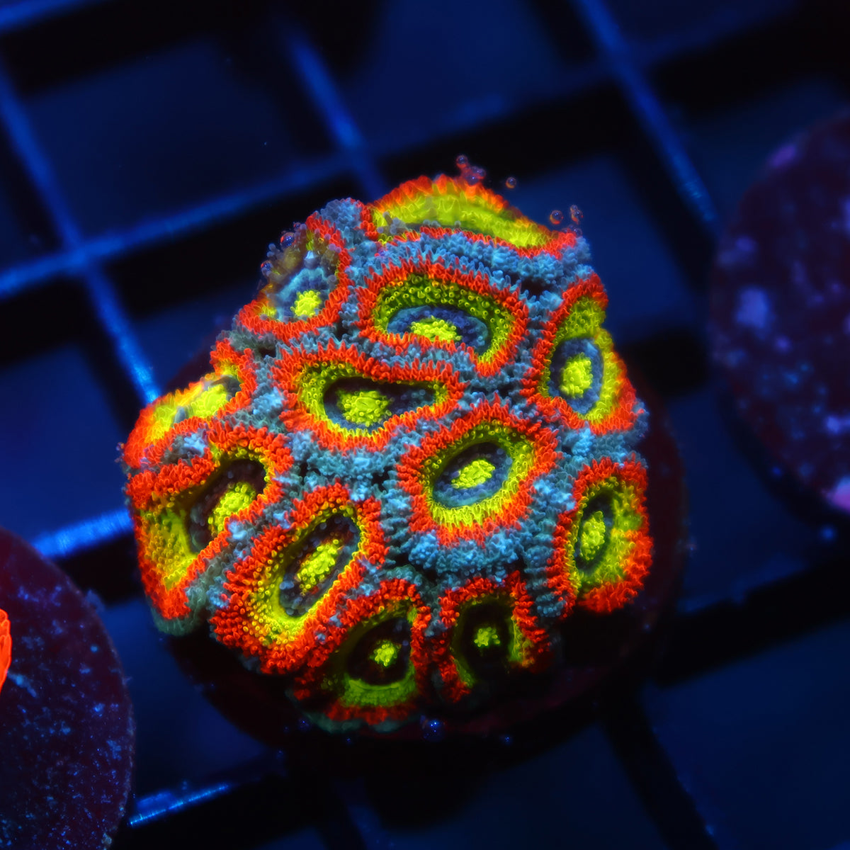 TCK HG Micromussa