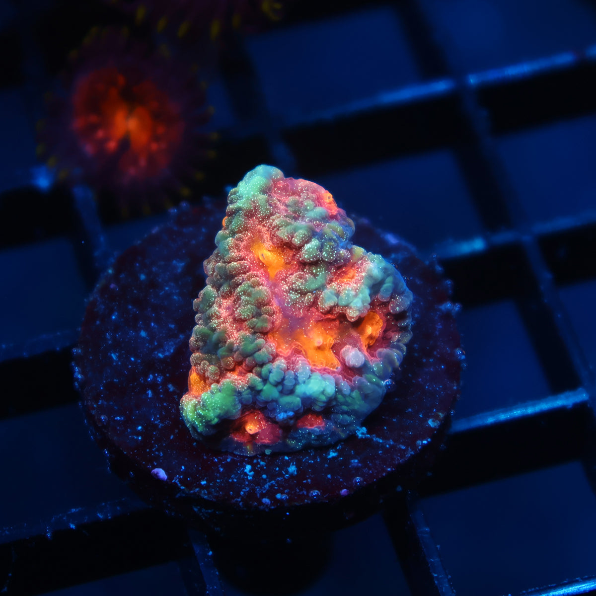 TCK Sparkly Favia