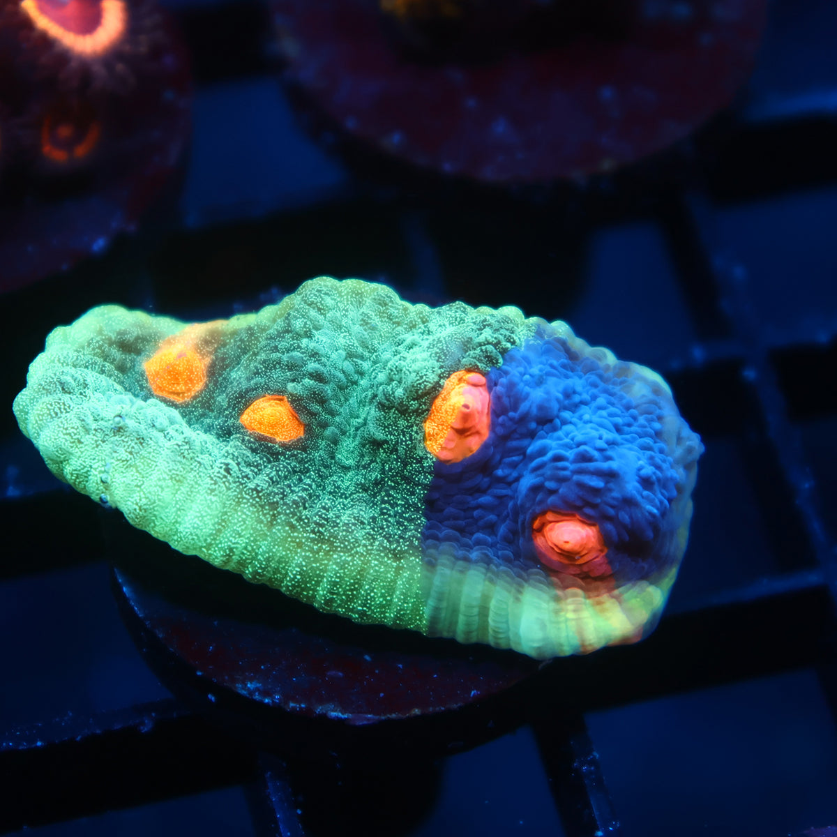 TCK Grafted Candy Eye Chalice