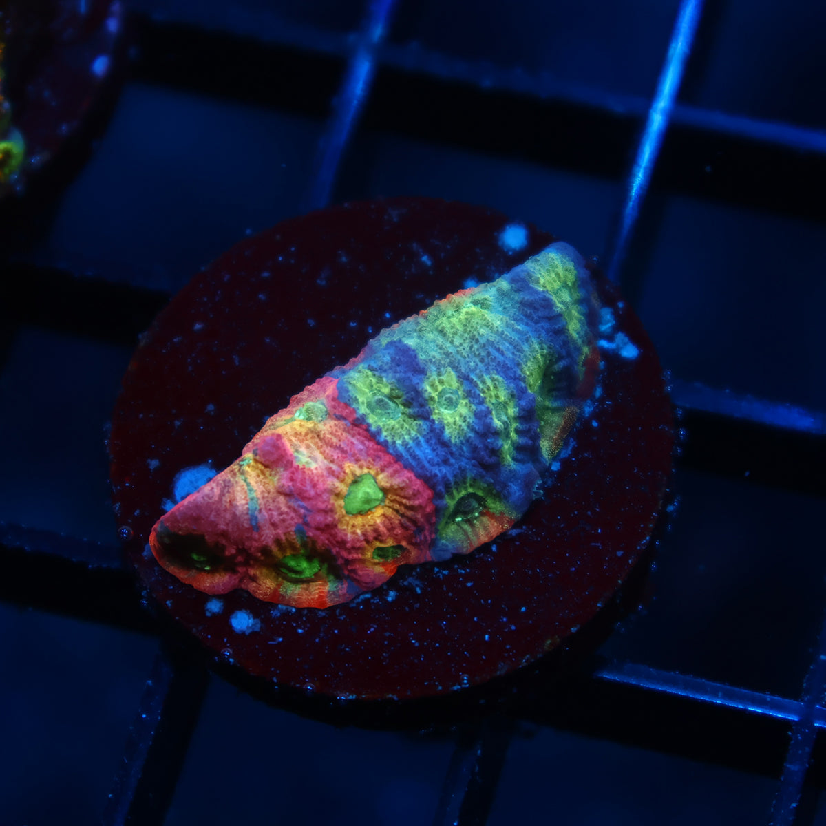 JF Dayglo Favia