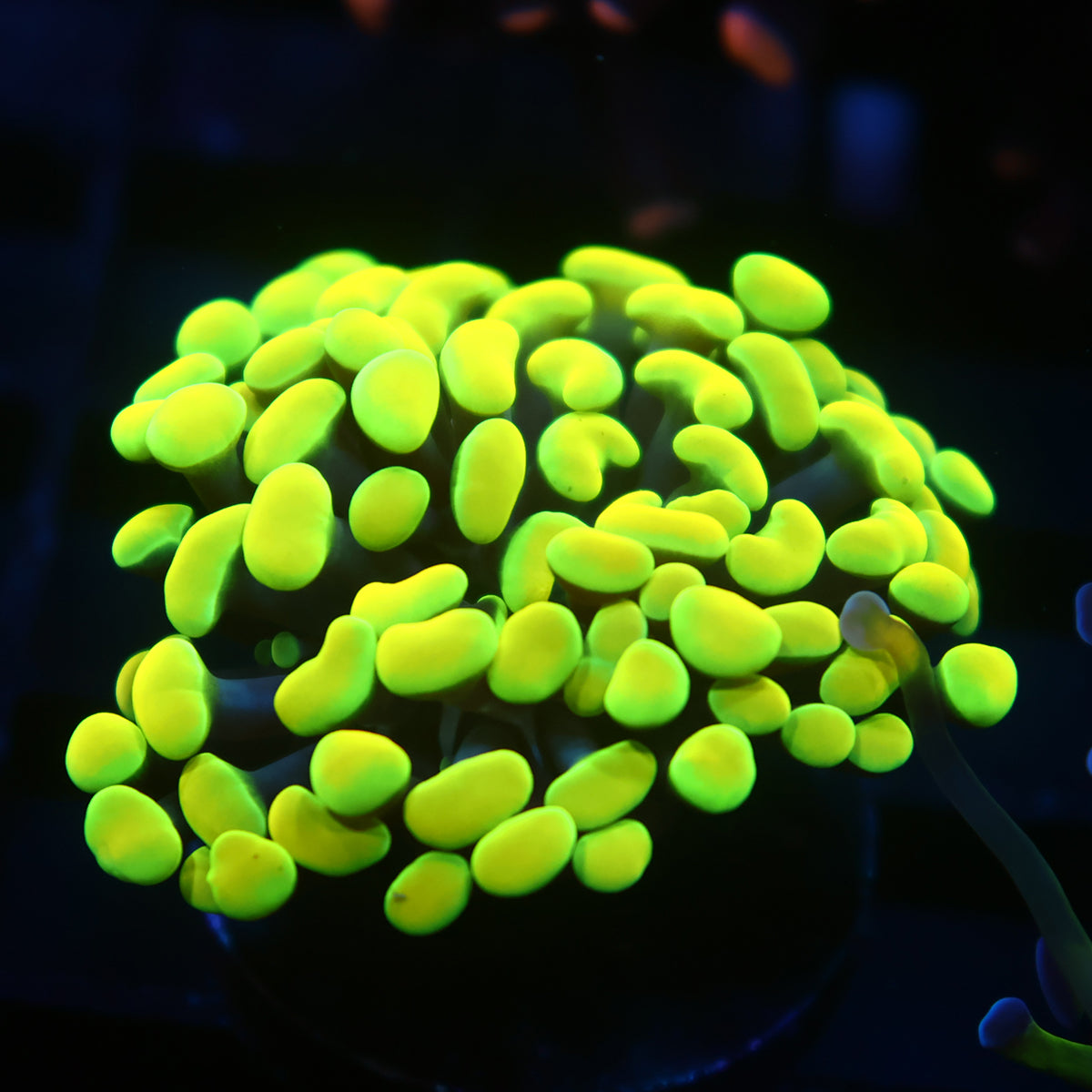 TCK Neon Lemon Lime Branching Hammer