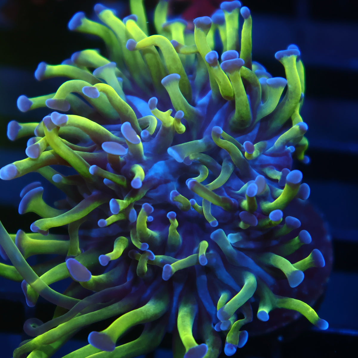 TCK Purple Tips Branching Hammer