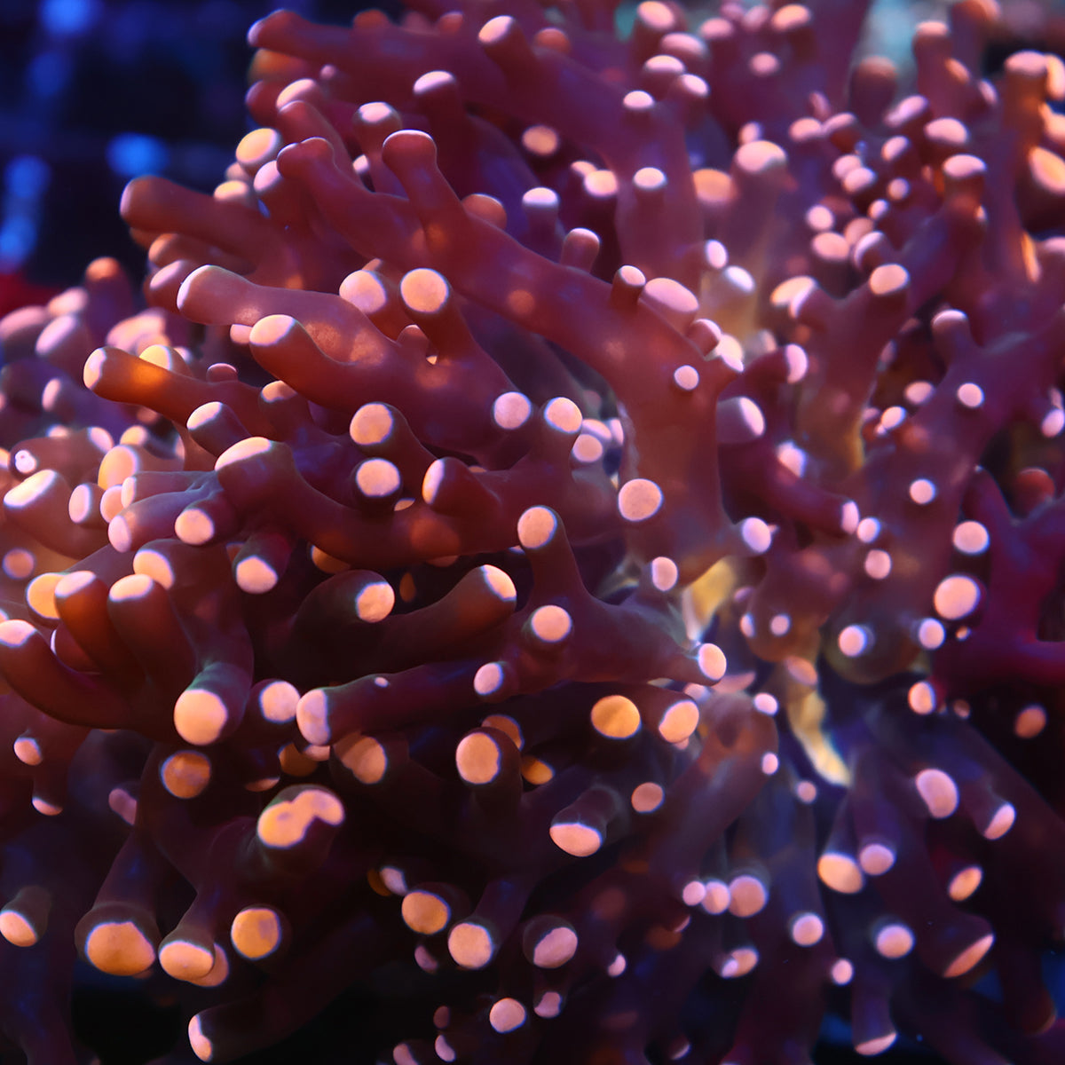 TCK Branching Peach Frogspawn