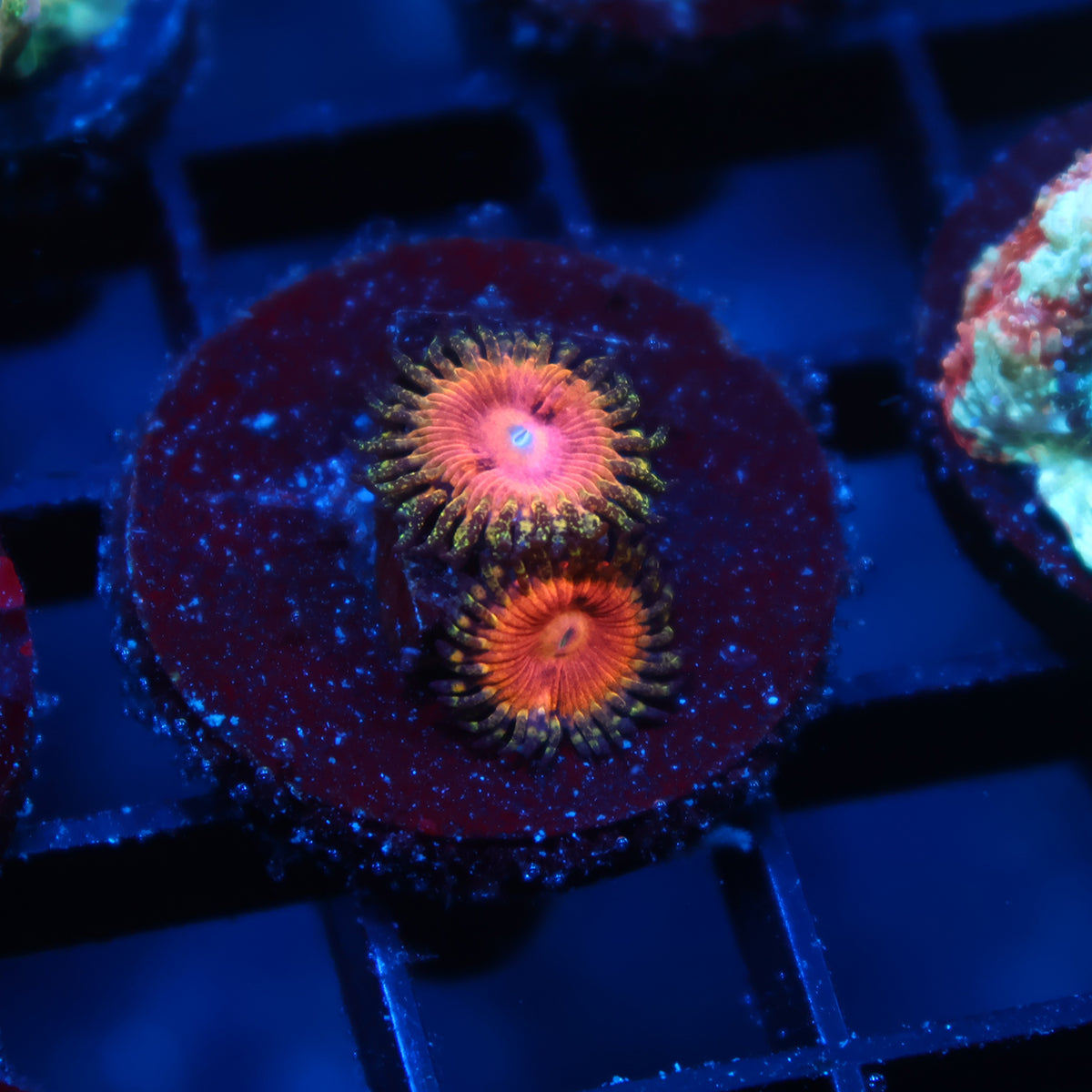 Kamikaze Kush Zoas