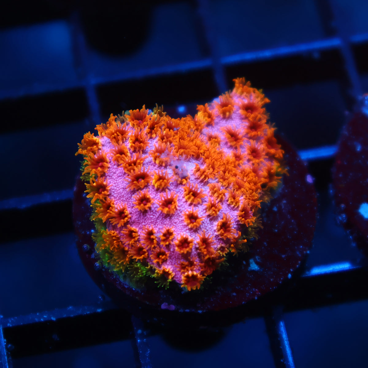 Skittles Bomb Cyphastrea