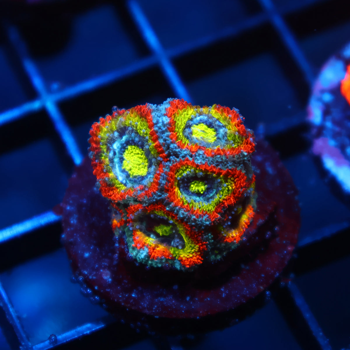 TCK HG Micromussa