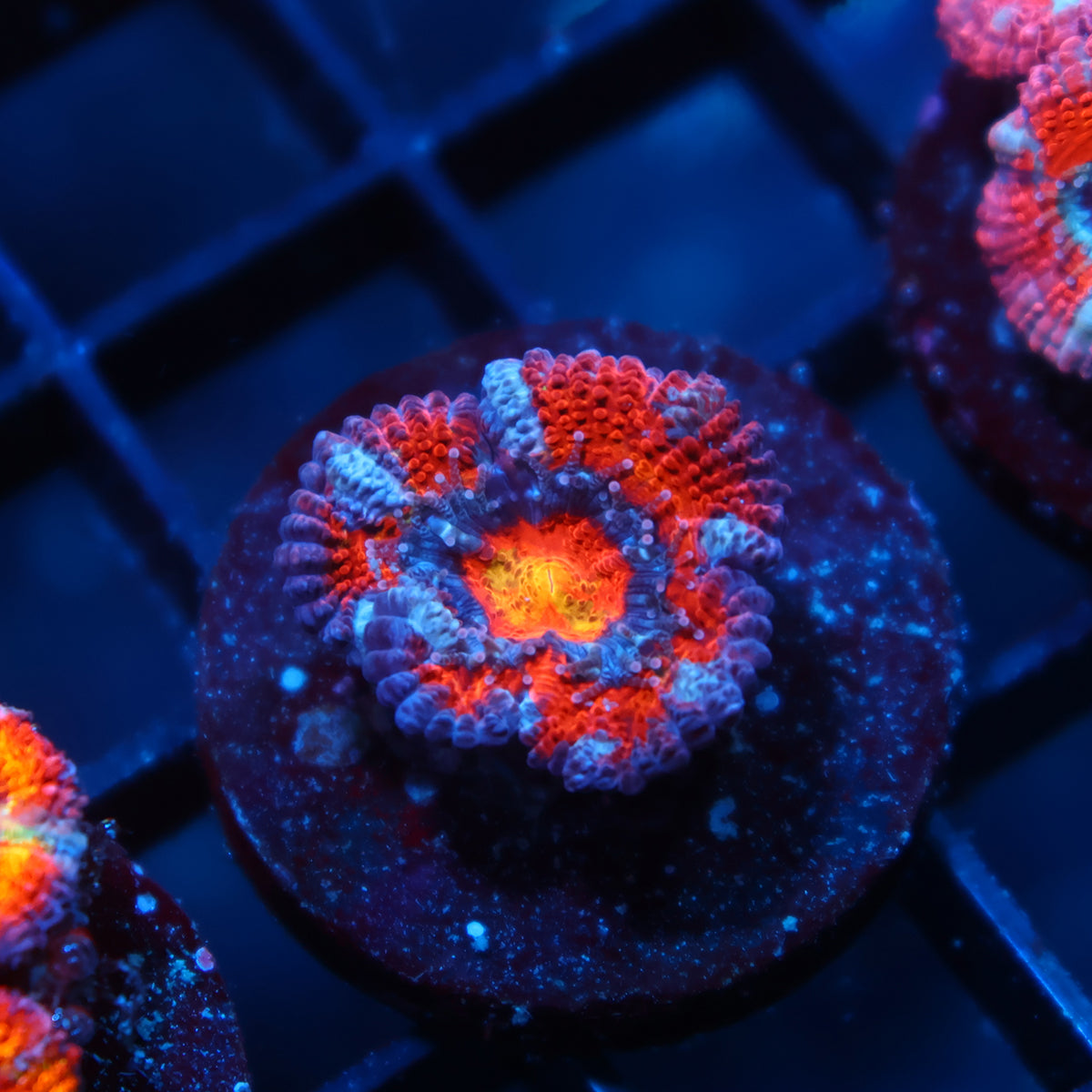 TCK Rainbow Swirl Acan Lord