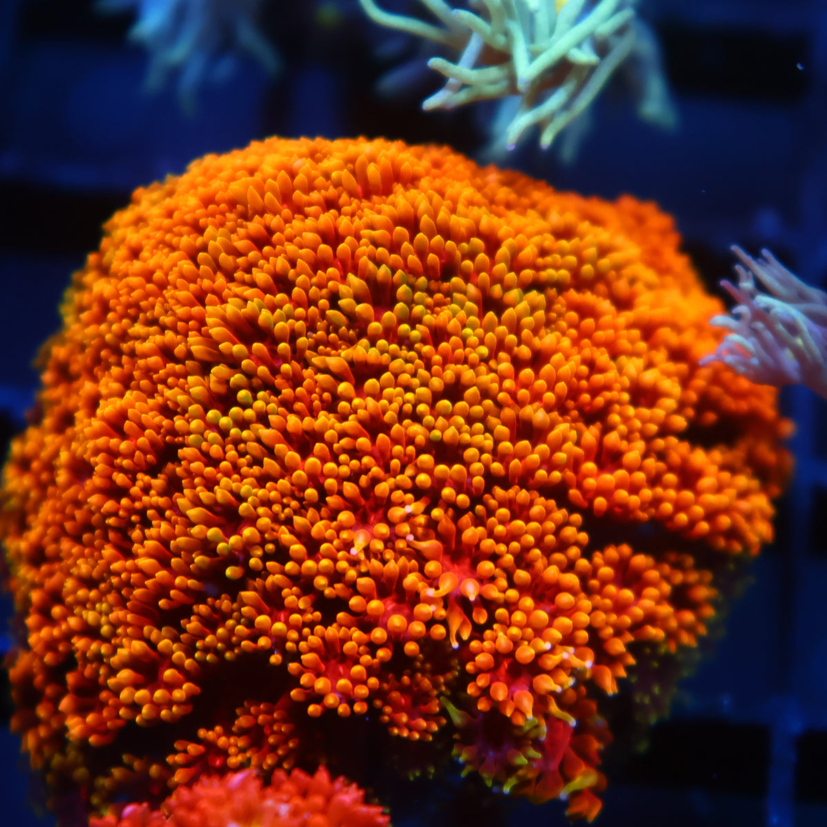 TCK Rainbow Crunch Goni Bernardpora