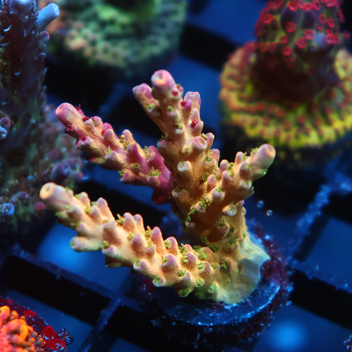 TCK Grafted Kaleidoscope