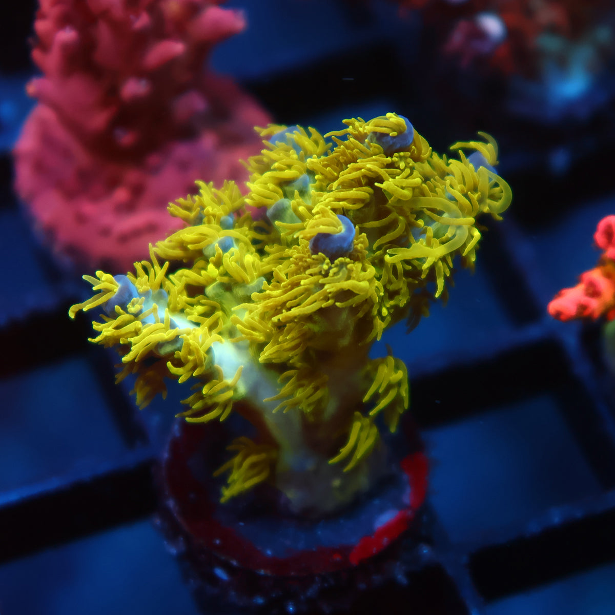 RRC Marvin the Martian
