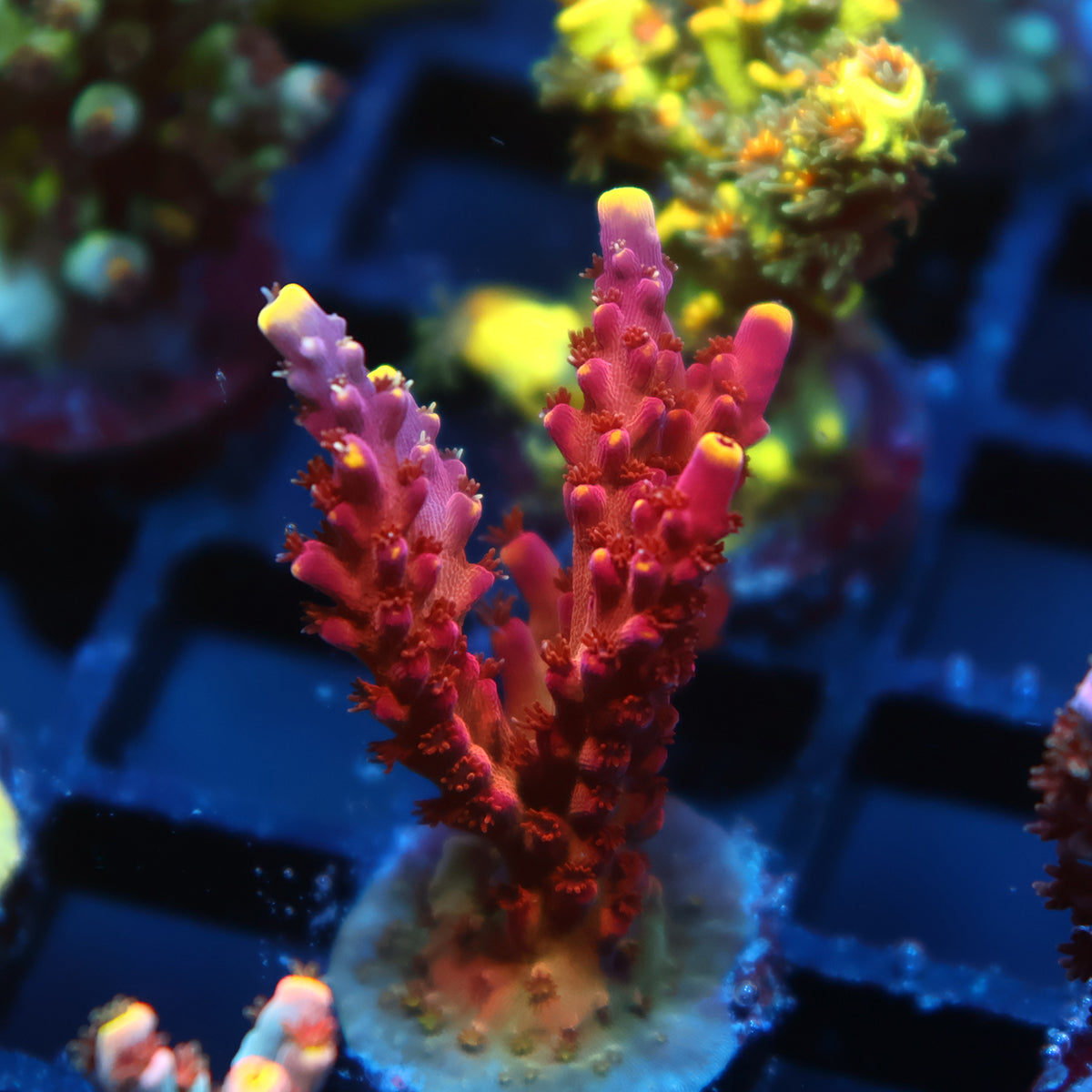 GWS Arcoiris Acropora