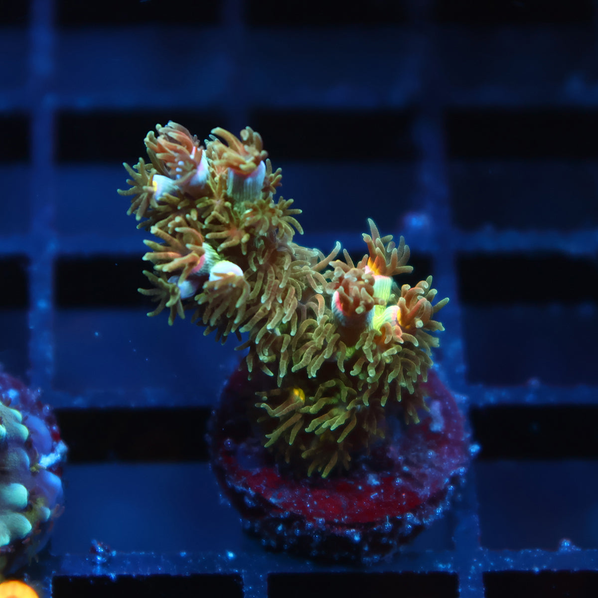 TCK Sour Polyps Tenuis