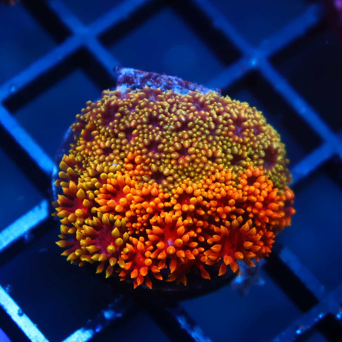 TCK Bicolor Rainbow Crunch Goni Bernardpora