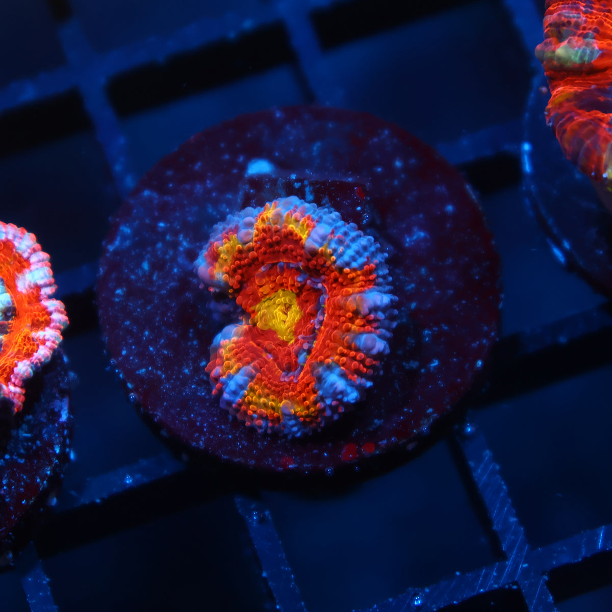 TCK Insanity Rainbow Acan Lord Red Side