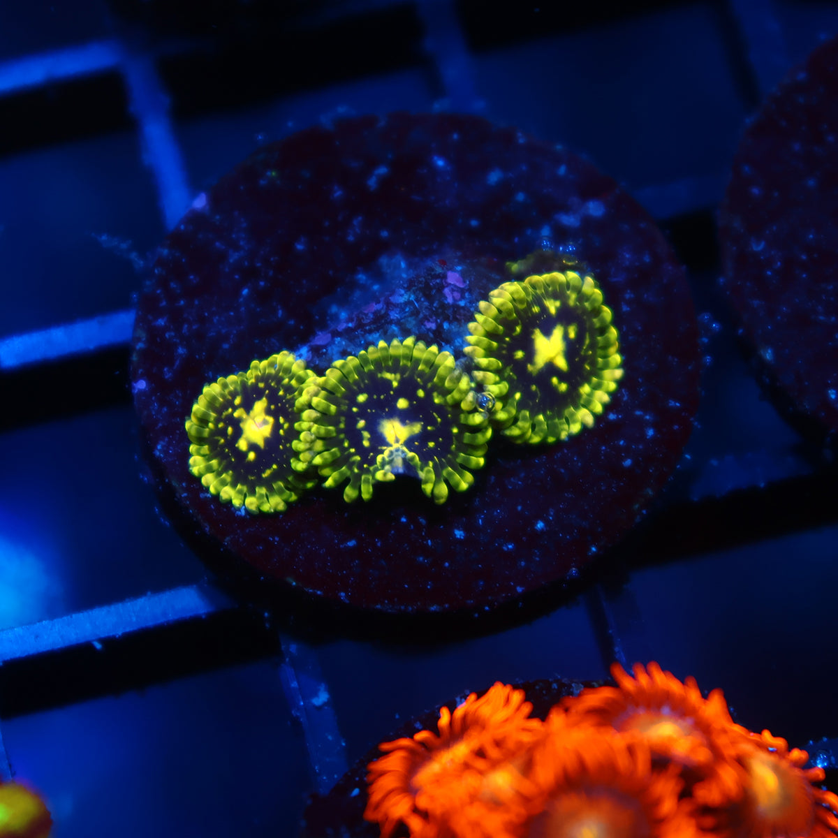 Exospheres