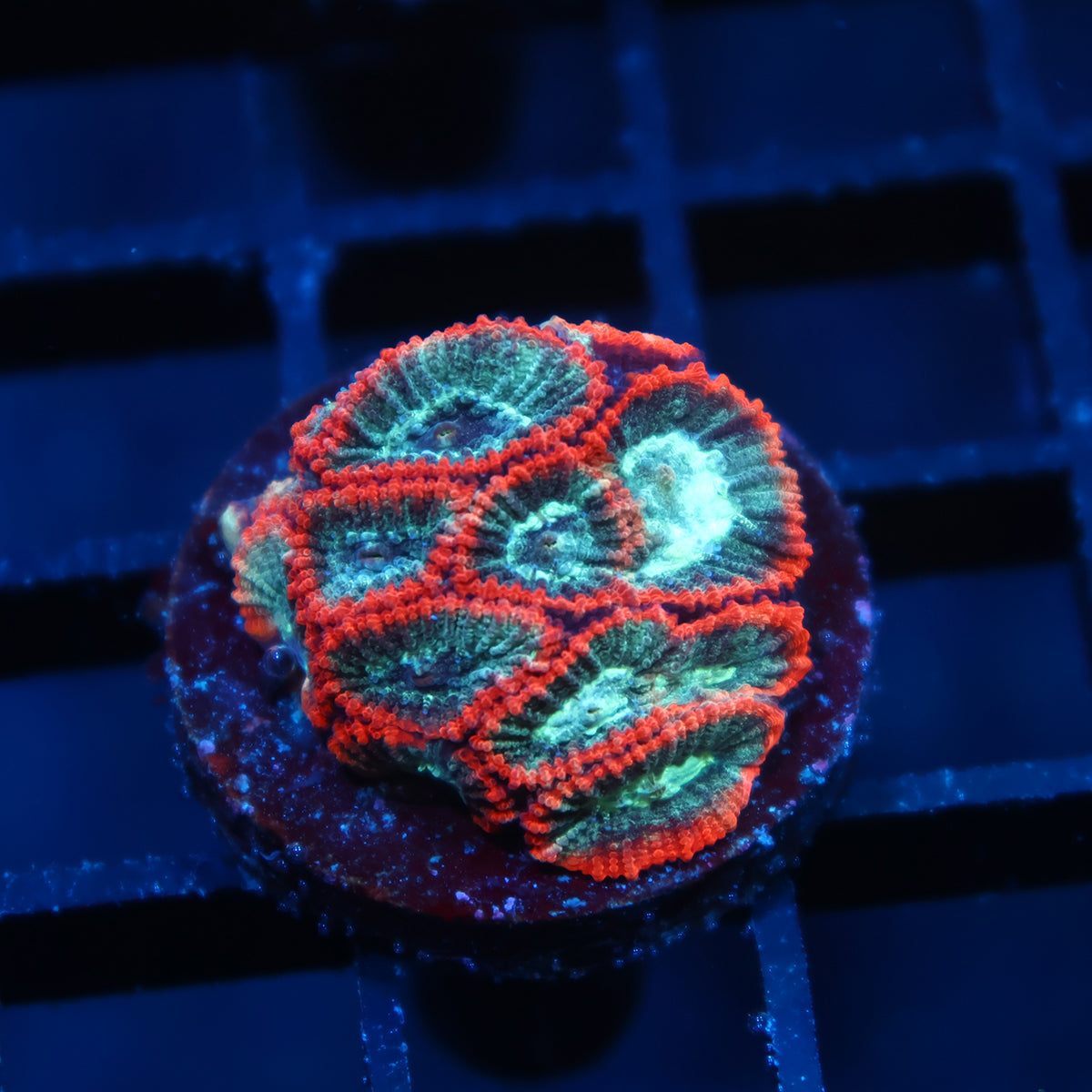 TCK Teal and Peach Favia