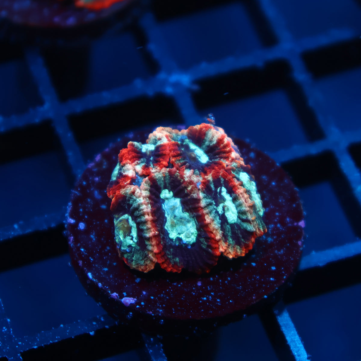 TCK Grafted Micro Favia