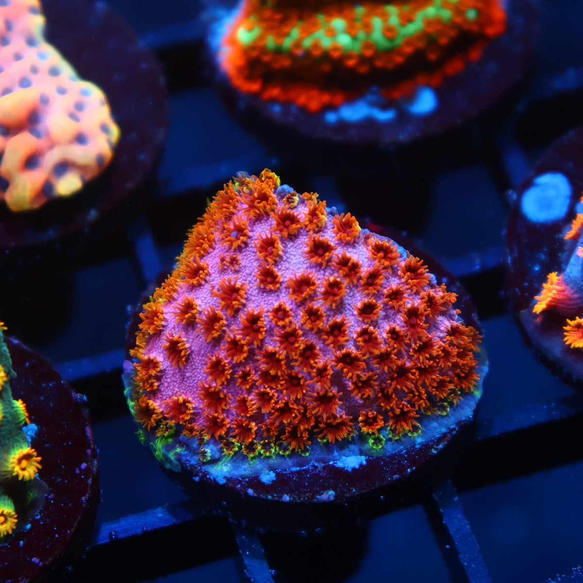 Skittles Bomb Cyphastrea