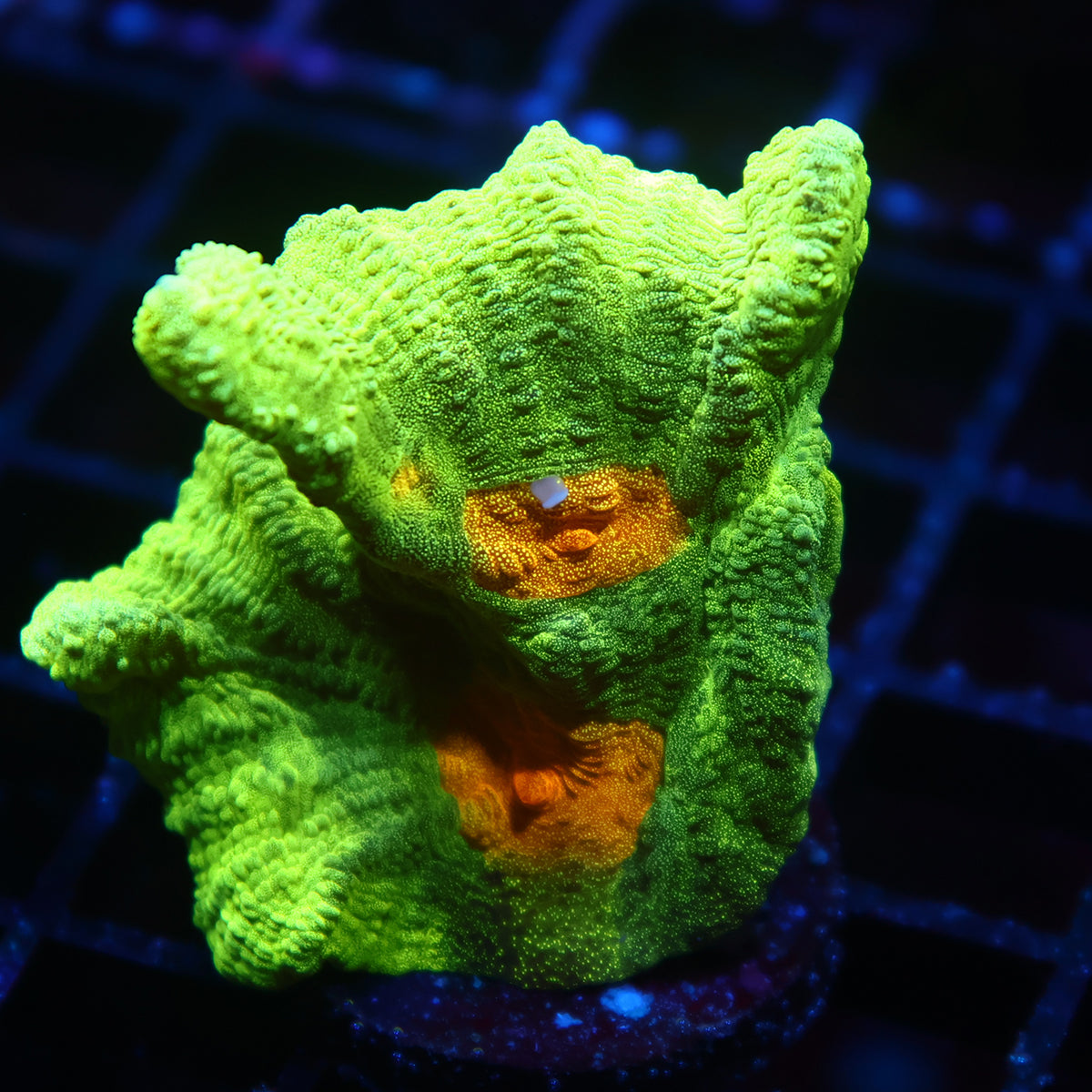 Space Invader Pectinia