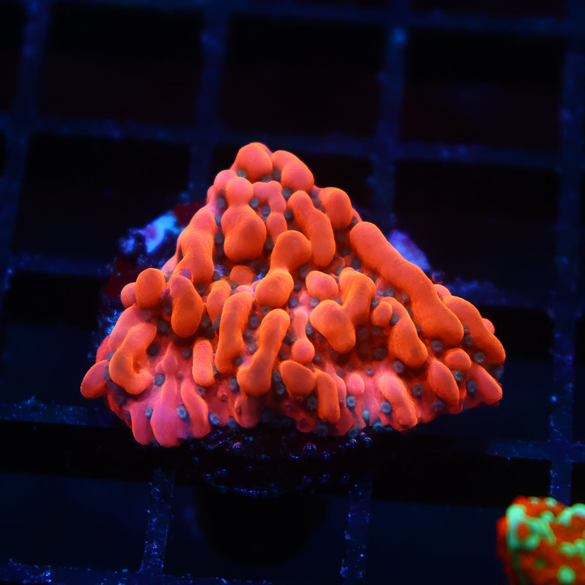 TCK Phoenix Monti