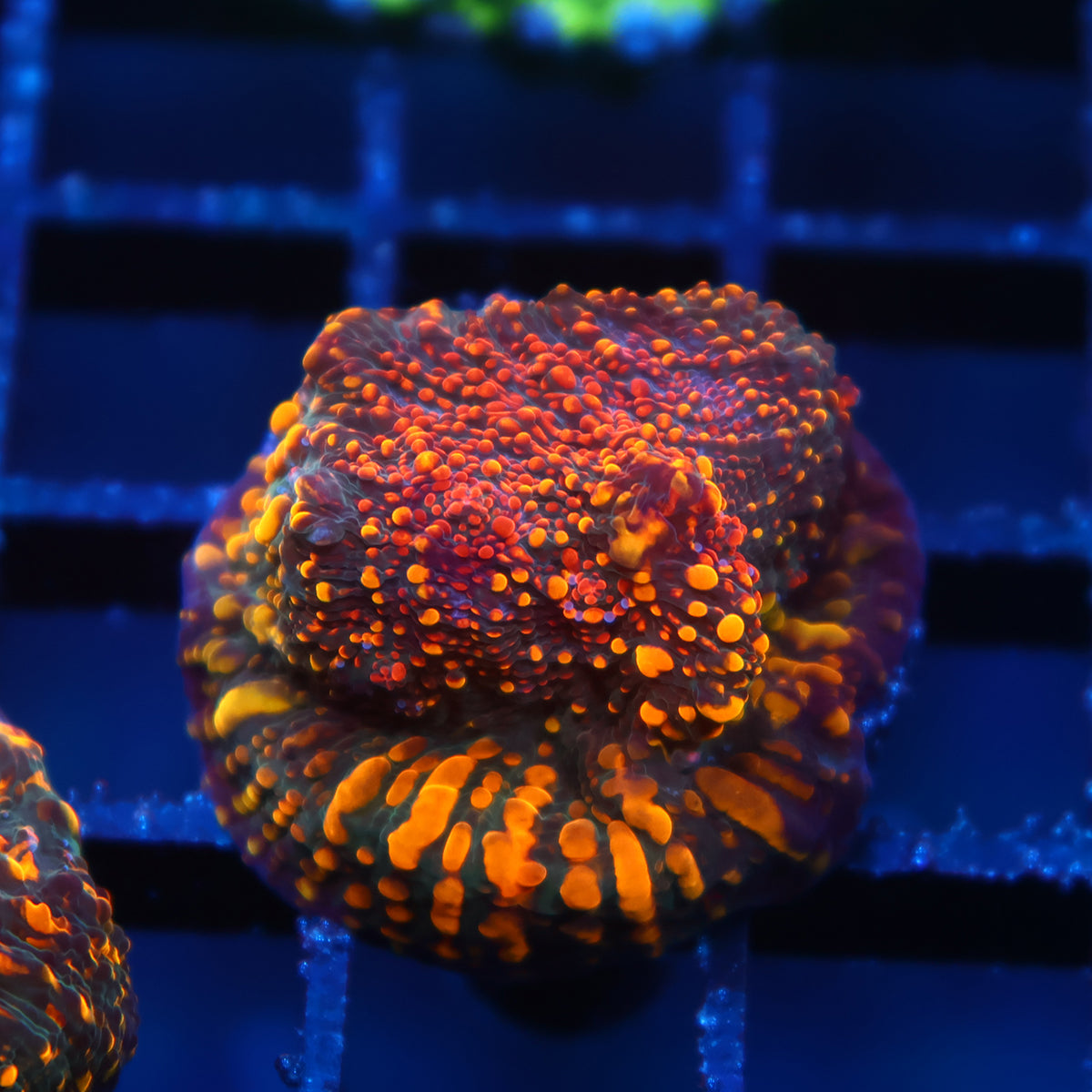 CC Cloudberries Chalice