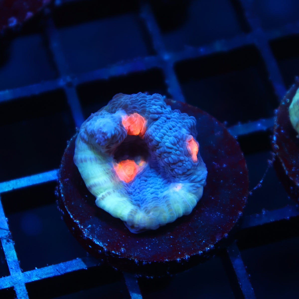 TCK Candy Eye Chalice