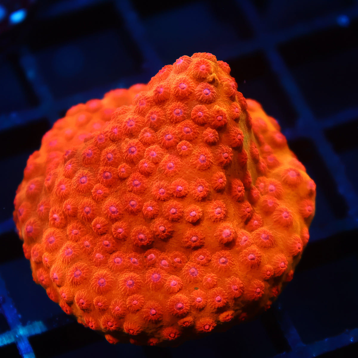 WWC Defcon Cyphastrea