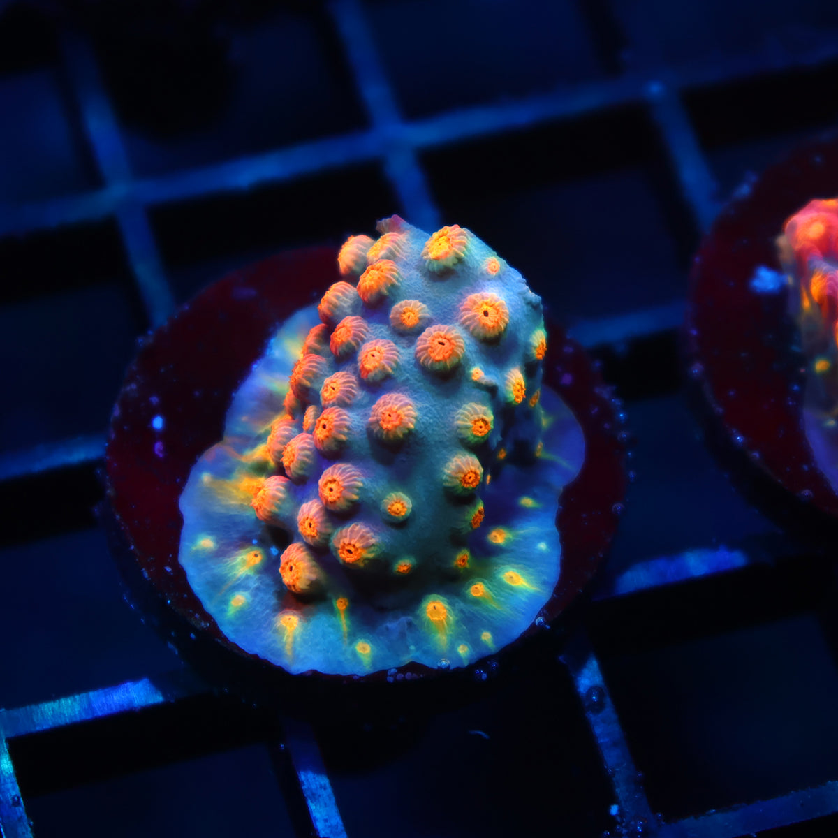 TCK Rainbow Comet Cyphastrea