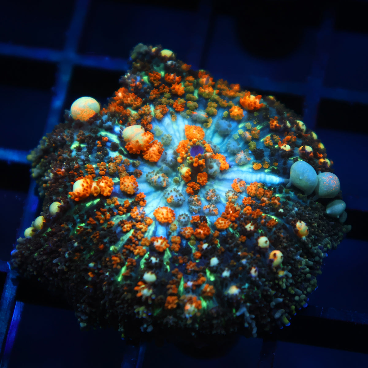 TCK Powerball Bounce Mushroom
