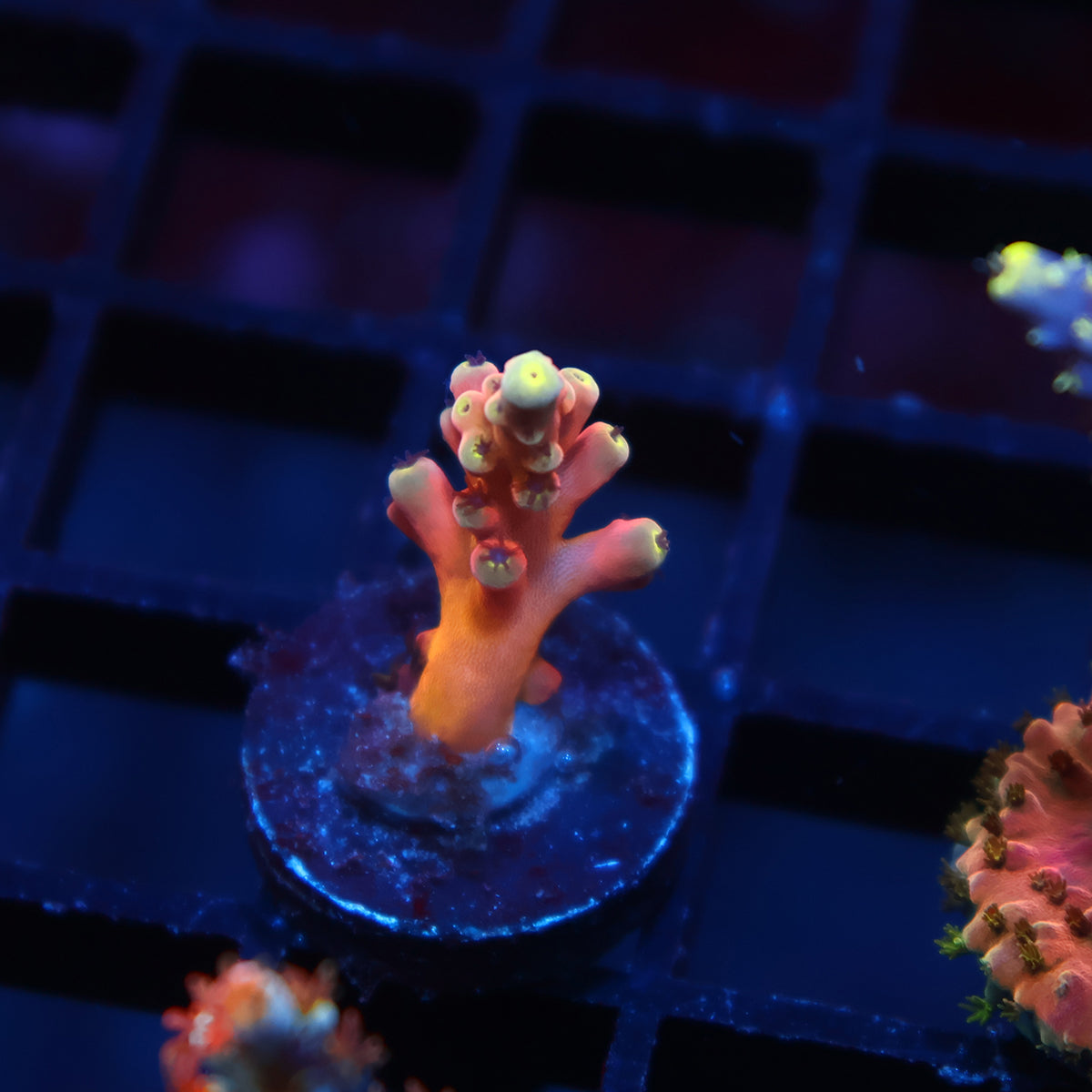 TCK Atomic Echinata