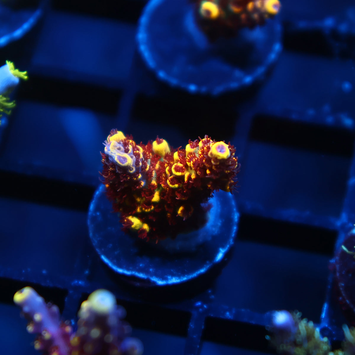 WWC Super Red Polyp Clathrata