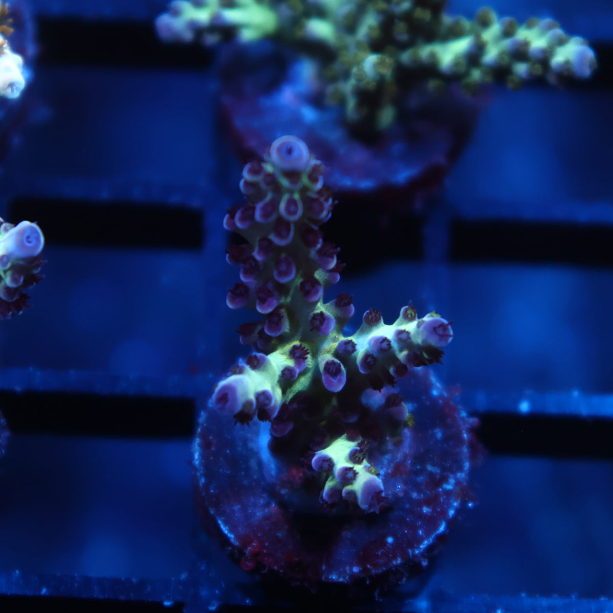 TCK Berry Nasuta
